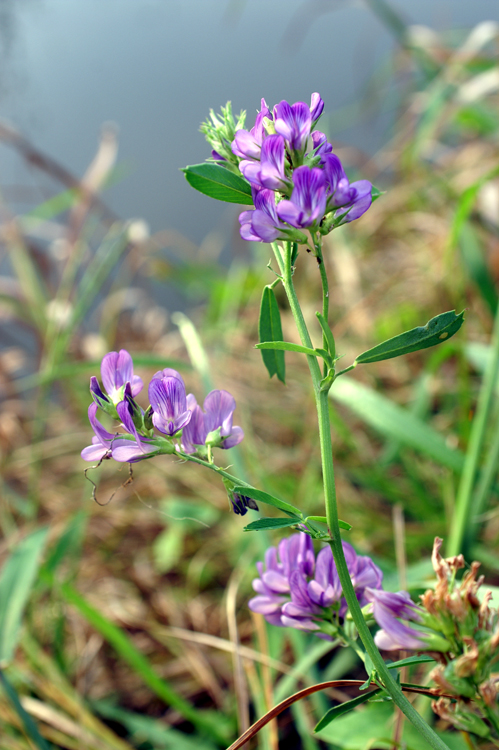 Medicago sativa / Erba medica